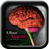 A Brain Anatomy