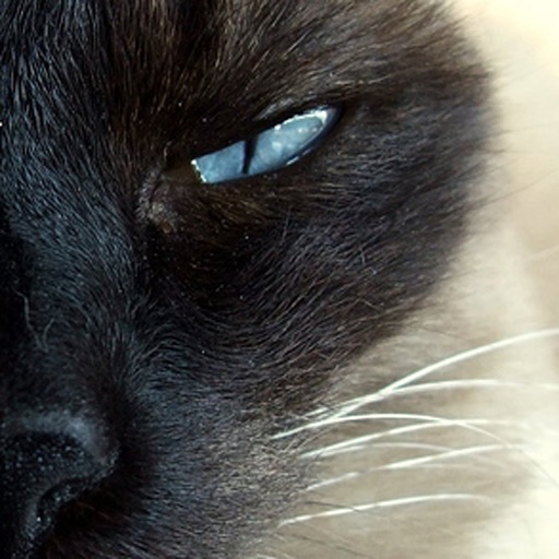 Siamese Cats - Cat Breed Series icon
