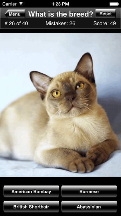 Cat Breed Quiz