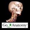 Go Anatomy - Head, neck and brain