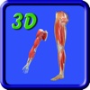 3D Human UpperLimb And Leg_Muscle HD
