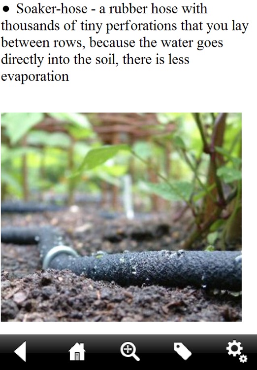 Vegetable Gardening Guide