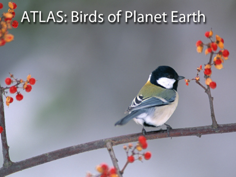 Birds on Planet Earthのおすすめ画像1