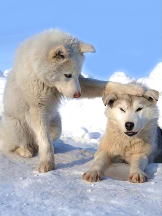 Husky Wallpaper HD for iPad