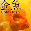 GoldFish 3D