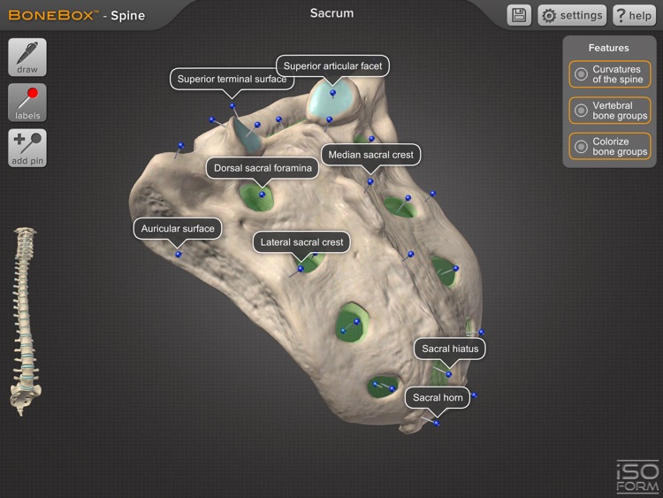 BoneBox™ - Spine Viewer