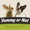 Yummy Or Not - For every pet owner