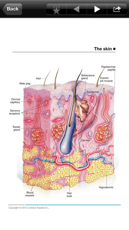 Dermatology Mini Atlas