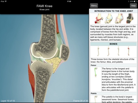 Functional Anatomy for Movement and Injuries: Knee screenshot 3