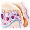 Miniatlas Asthma and rhinitis