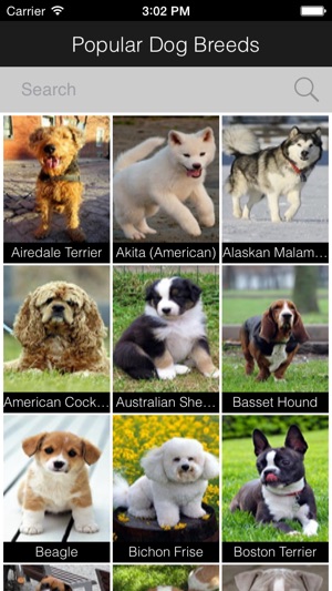 Popular Dog Breeds HD Wallpapers for  Your Lock Screen Backg(圖2)-速報App