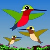 Hummingbird Game