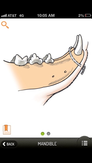 Small Animal Fracture Management(圖5)-速報App