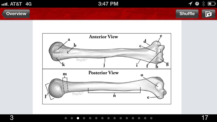 Anatomy & Kinesiology Flashcards