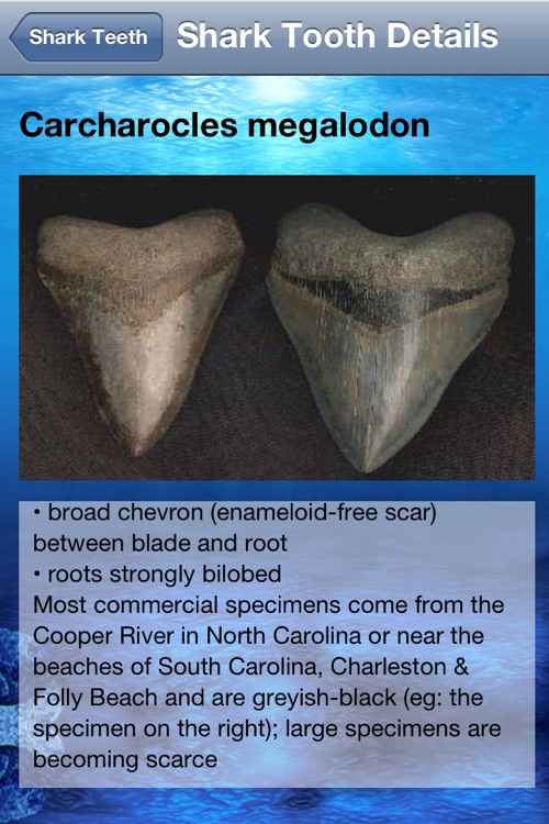 Shark Tooth Guide screenshot-3