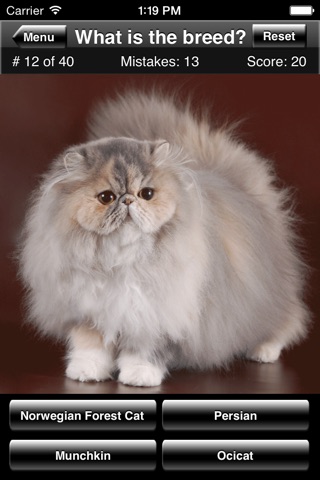 Cat Breed Quiz screenshot 4