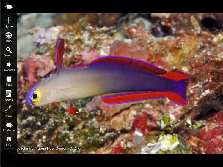 Reef Fishes of the East Indies (Vol. 3)
