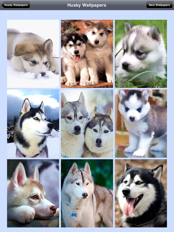 Husky Wallpaper HD for iPad screenshot-4
