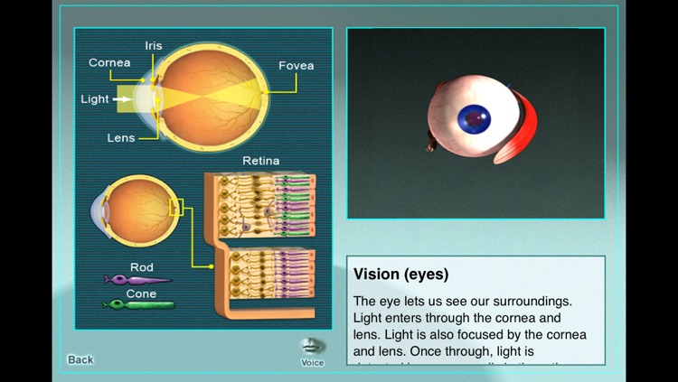 Human-Bio