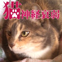 猫神経衰弱