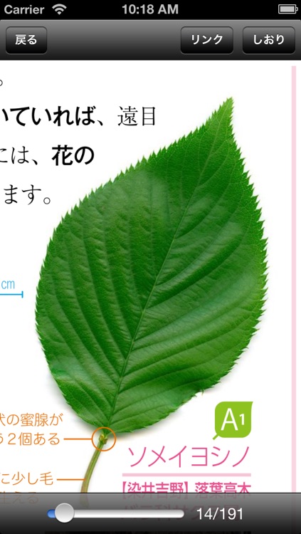 葉っぱで気になる木がわかる Q&Aで見分ける 350種 樹木鑑定 screenshot-3