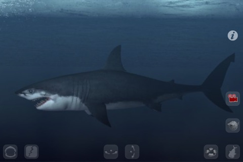 Talking Great White : My Pet Shark PRO screenshot 4