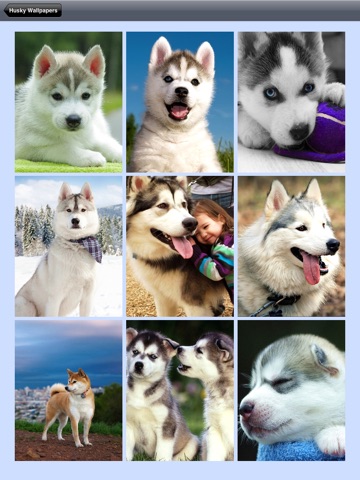 Husky Wallpaper HD for iPad screenshot 4