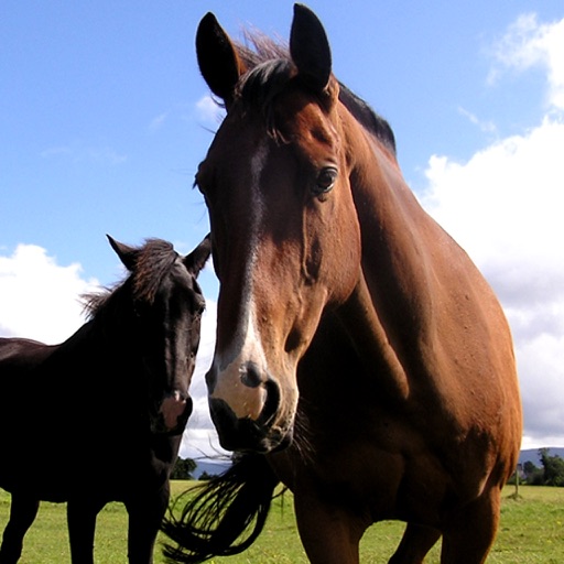 Horse and Pony Problems - Lessons in Horsemanship for Equestrians icon