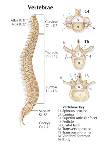 Body Scientific Charts and Books screenshot 4