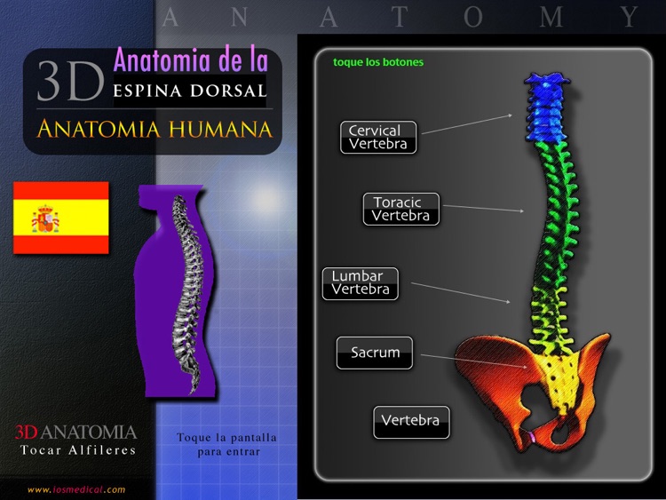 Anatomia De La Espina Dorsal By Usamau04 Melambe