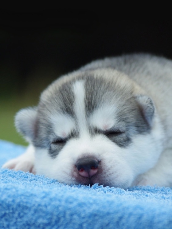 Husky Wallpaper HD for iPad
