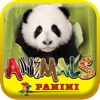 Animals Panini