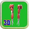 3D Medical Upper Limb Muscle