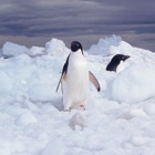 Top 20 Education Apps Like Mission Antarctica - Best Alternatives