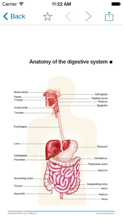 Miniatlas Gastroenterology