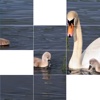 Beautiful Birds Puzzle Free