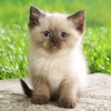 Baby Cats & kittens Wallpapers HD for iPhone