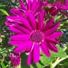 Fuchsia - fleurs de balcons