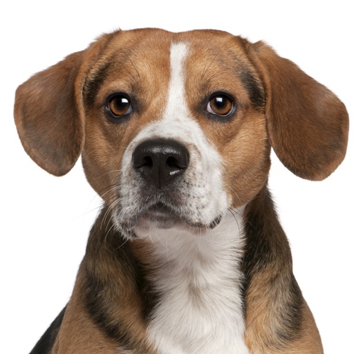 Beagle Match iOS App
