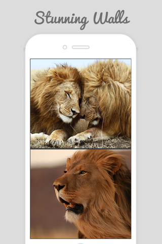 Lion Wallpapers - Big Cats ! screenshot 4