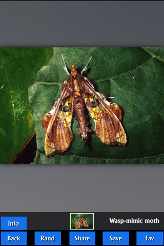 Insects Encyclopedia Pro screenshot 2