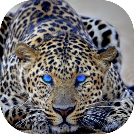 Cheetah Wallpapers HD : Animal Walpapers icon