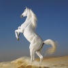 Dream Horses - Art Gallery: Breeds & Types, Racetrack & Tournaments, Photos & Paintings