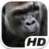 Gorilla Simulator HD Animal Life