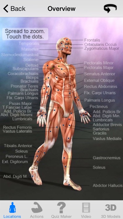 Learn Muscles : Anatomy Quiz & Reference