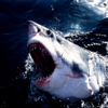 Hungry Sharks Attack Simulator Pro - Great White Fish Revenge Under Frozen Water