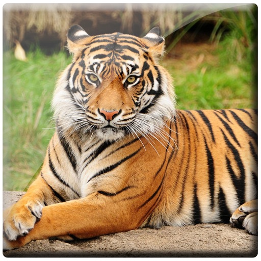 Tiger Photo Frames