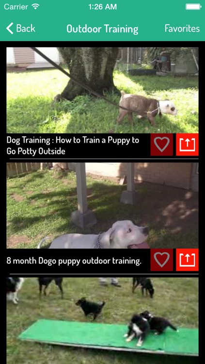 Potty Training For Dogs