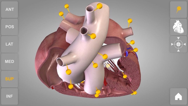 Heart - 3D Atlas of Anatomy(圖4)-速報App