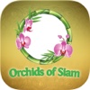 Orchids of Siam
